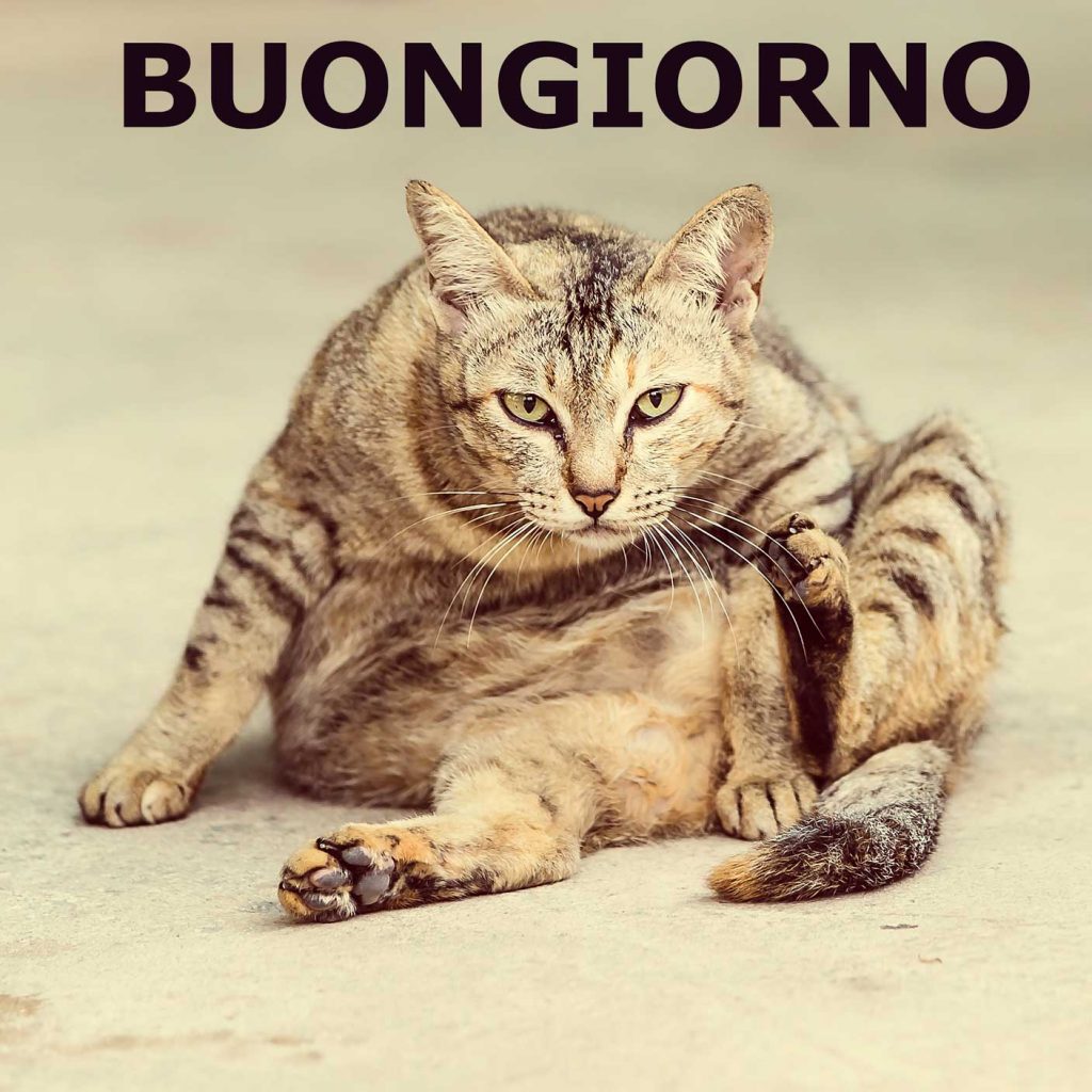 buongiorno-gatto