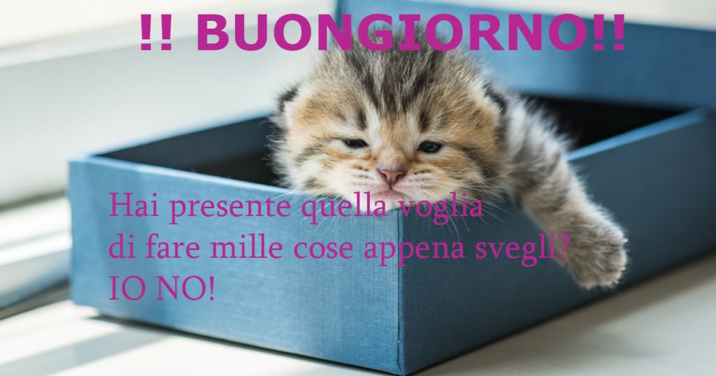 gatto-buongiorno-sonno