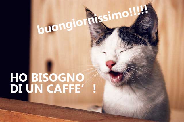 gatto-buongiorno