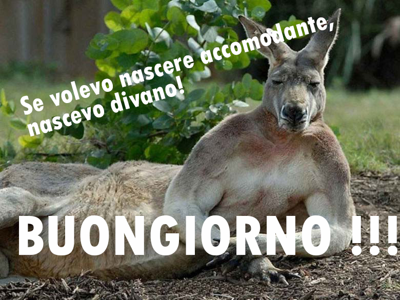 Kanguro Buongiorno divertente