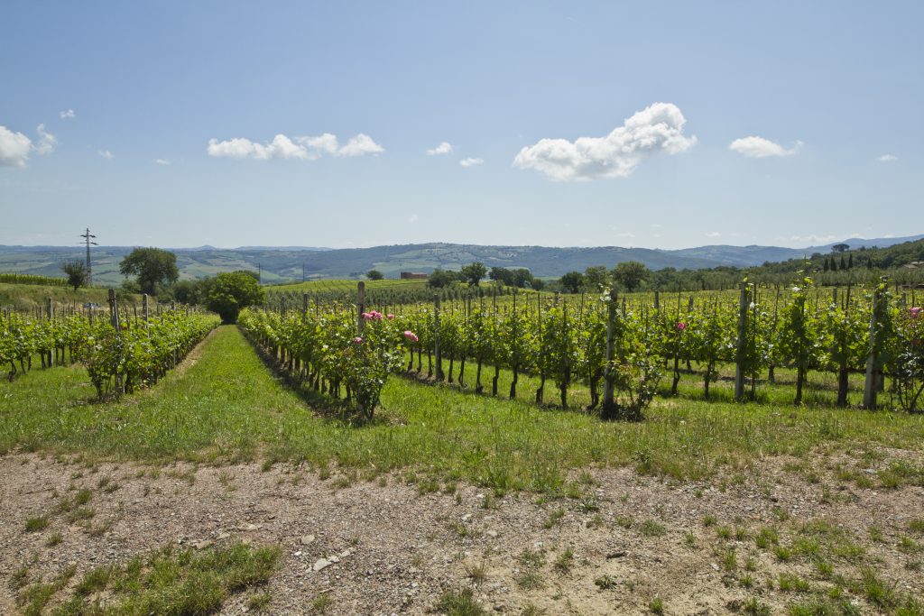 Vigneto a Montalcino in Toscana
