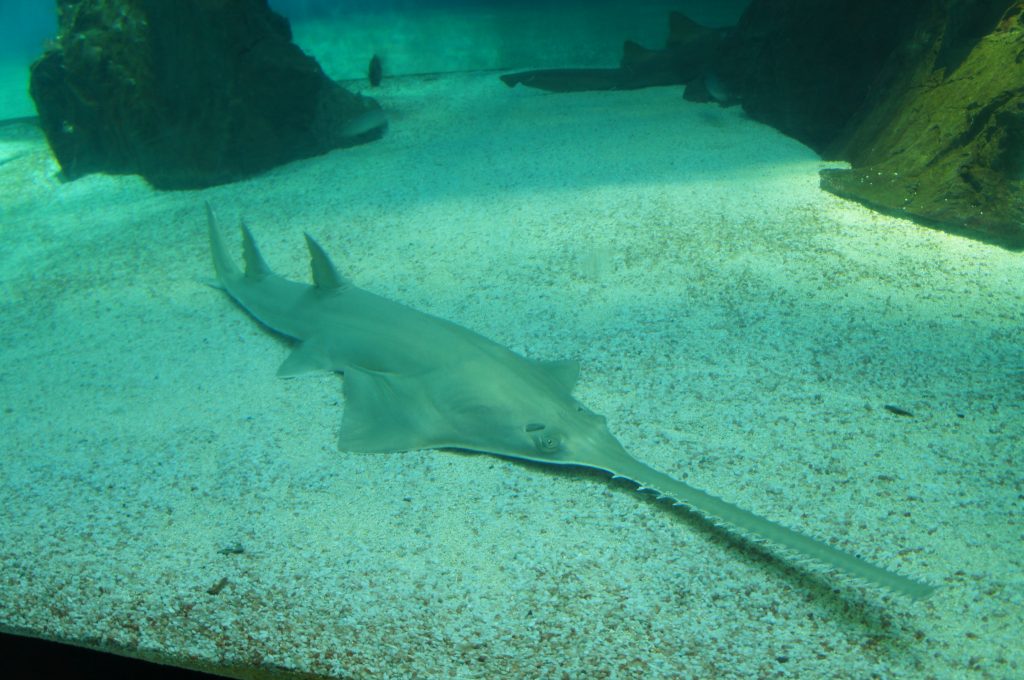 Squalo nella vasca dell Acquario di Genova