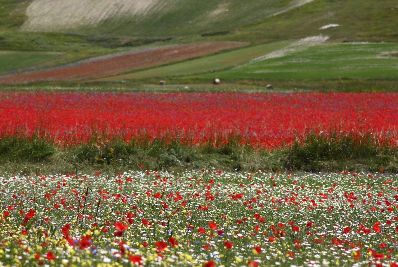 Fioritura sul Pian Grande di Castelluccio di Norcia