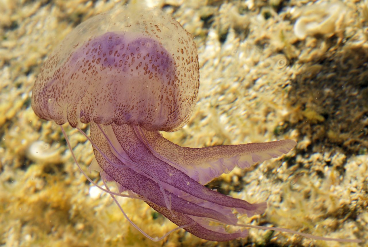 Medusa Pelagia noctiluca in una pozza rocciosa in Sardegna