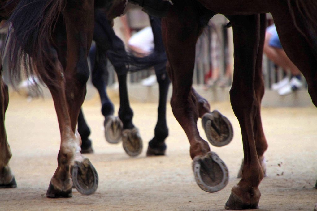 Cavalli in corsa sul tufo di Piazza del Campo al Palio di Siena