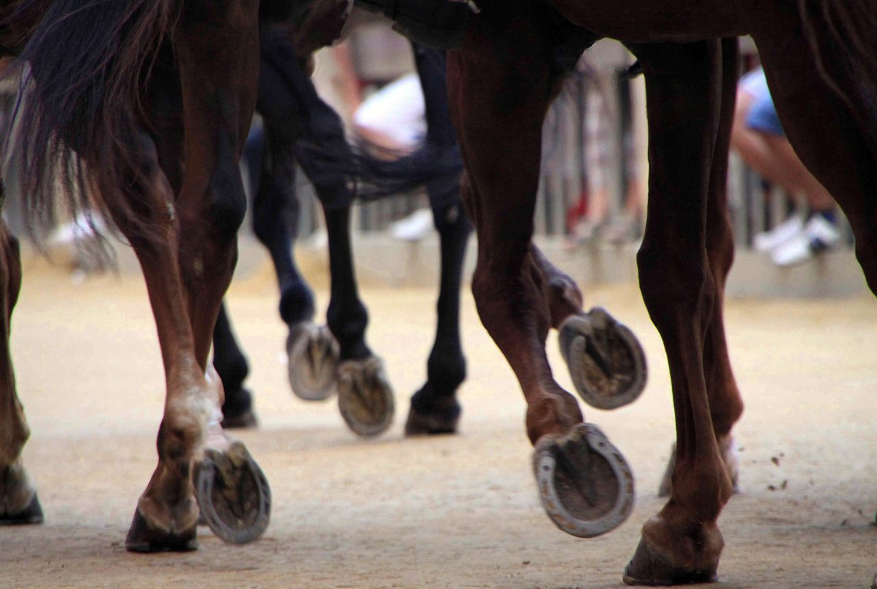 Cavalli in corsa sul tufo di Piazza del Campo al Palio di Siena