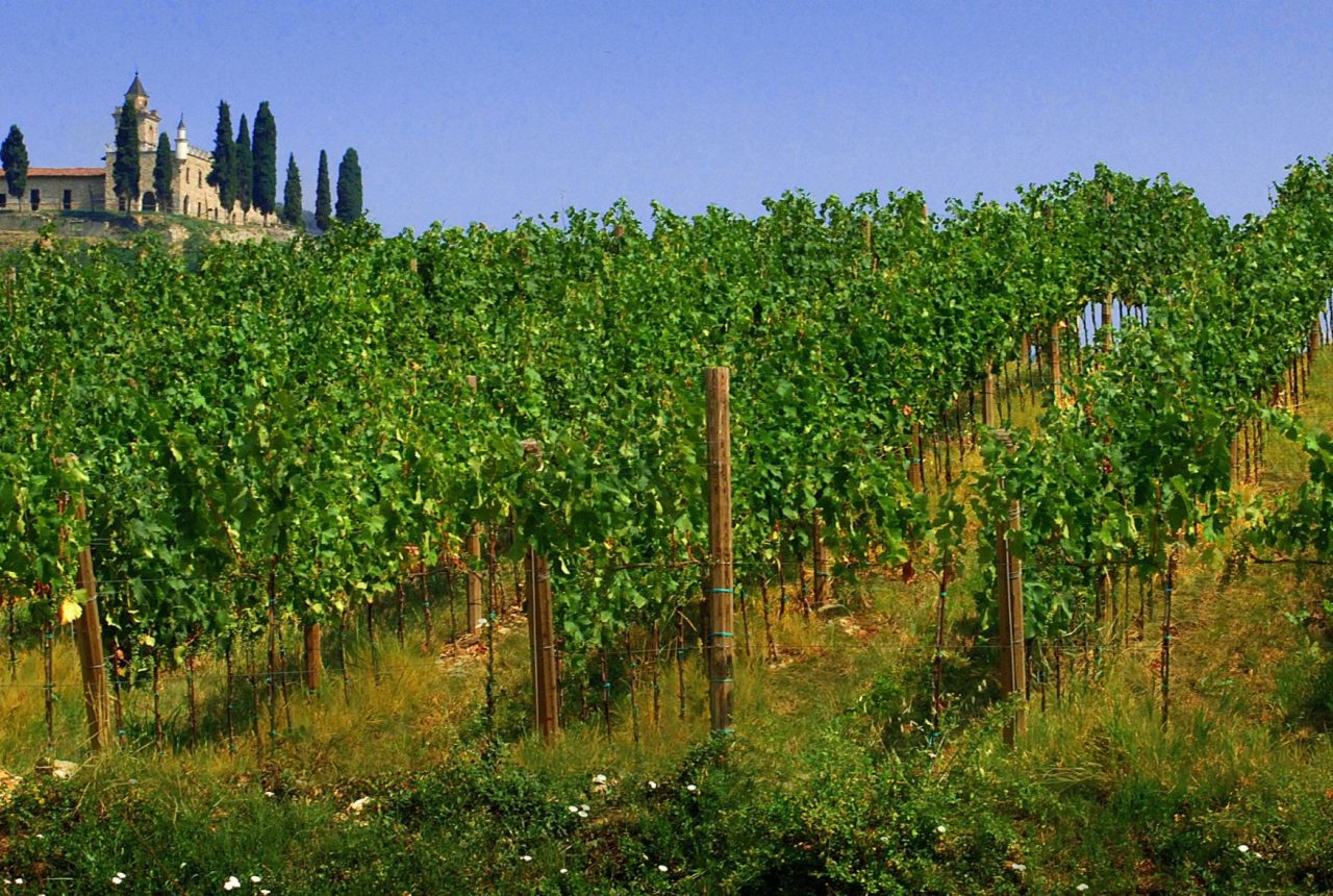 Vigneto in Franciacorta con la Santissima di Gussago