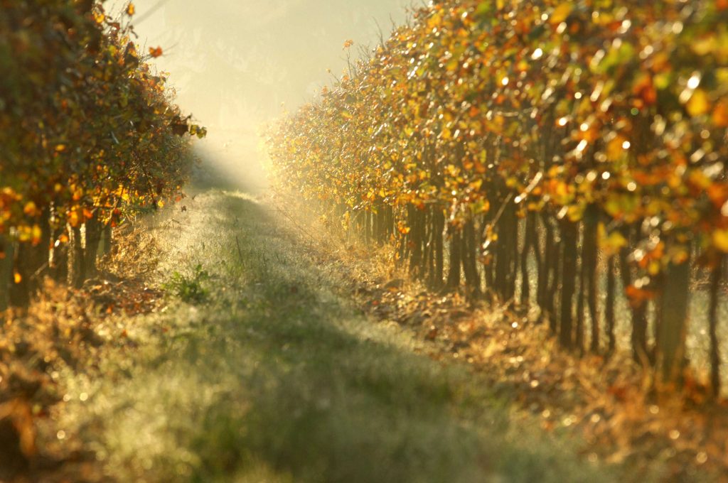 Vigneto a Provezze in Franciacorta