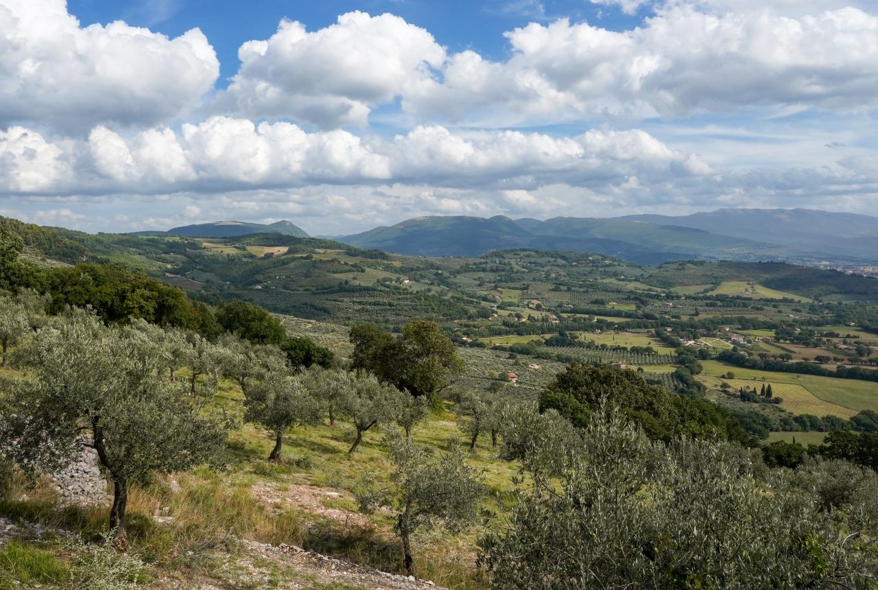 Oliveti e campi vicino a Spello in Umbria