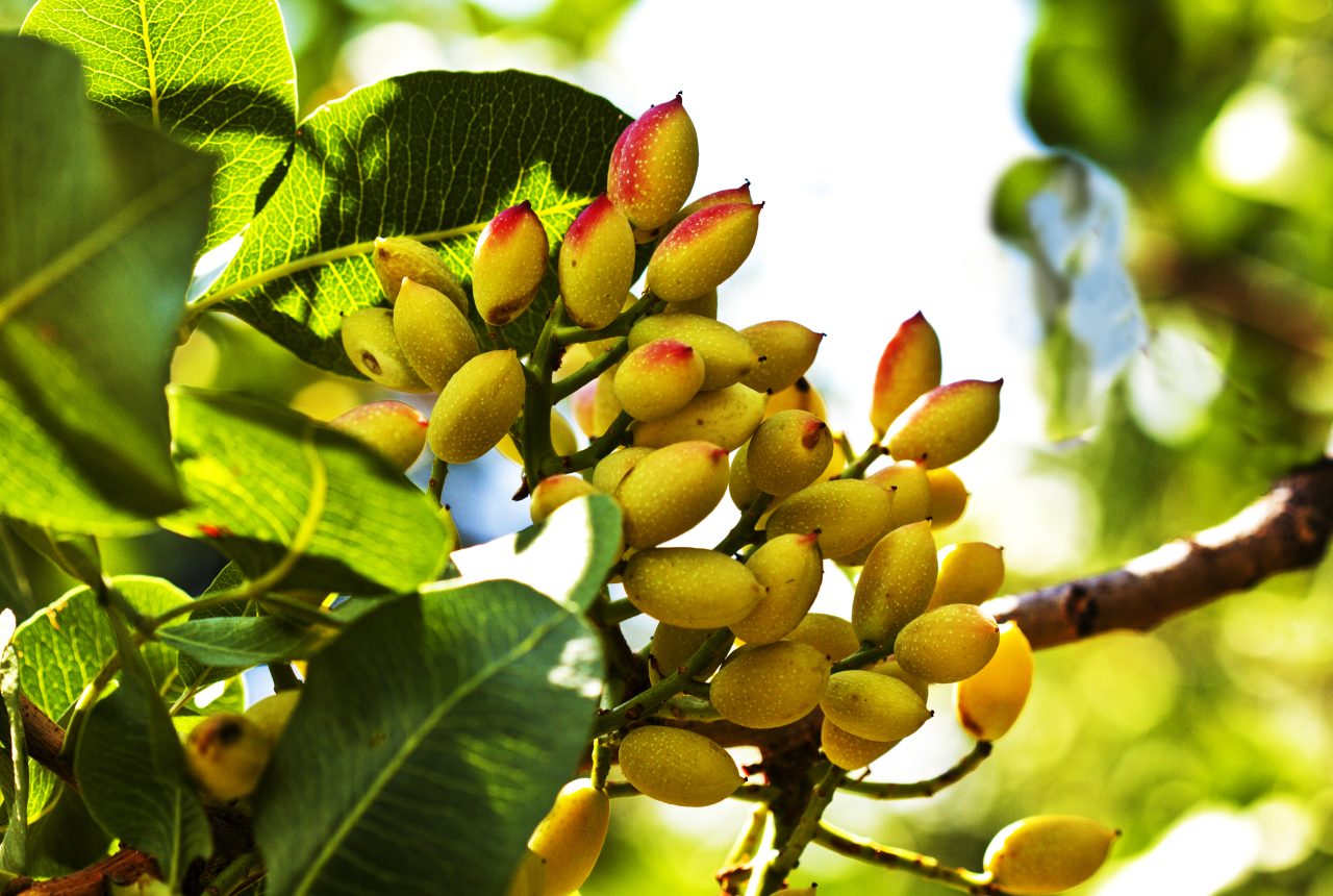 Pistacchio di Bronte in maturazione